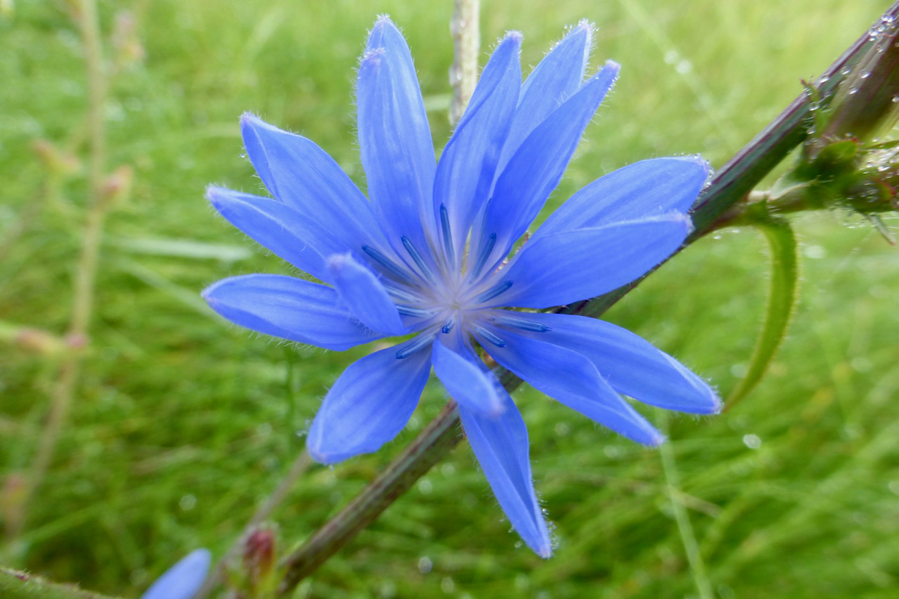 Wegwarte – blaue Wildblume im Gras